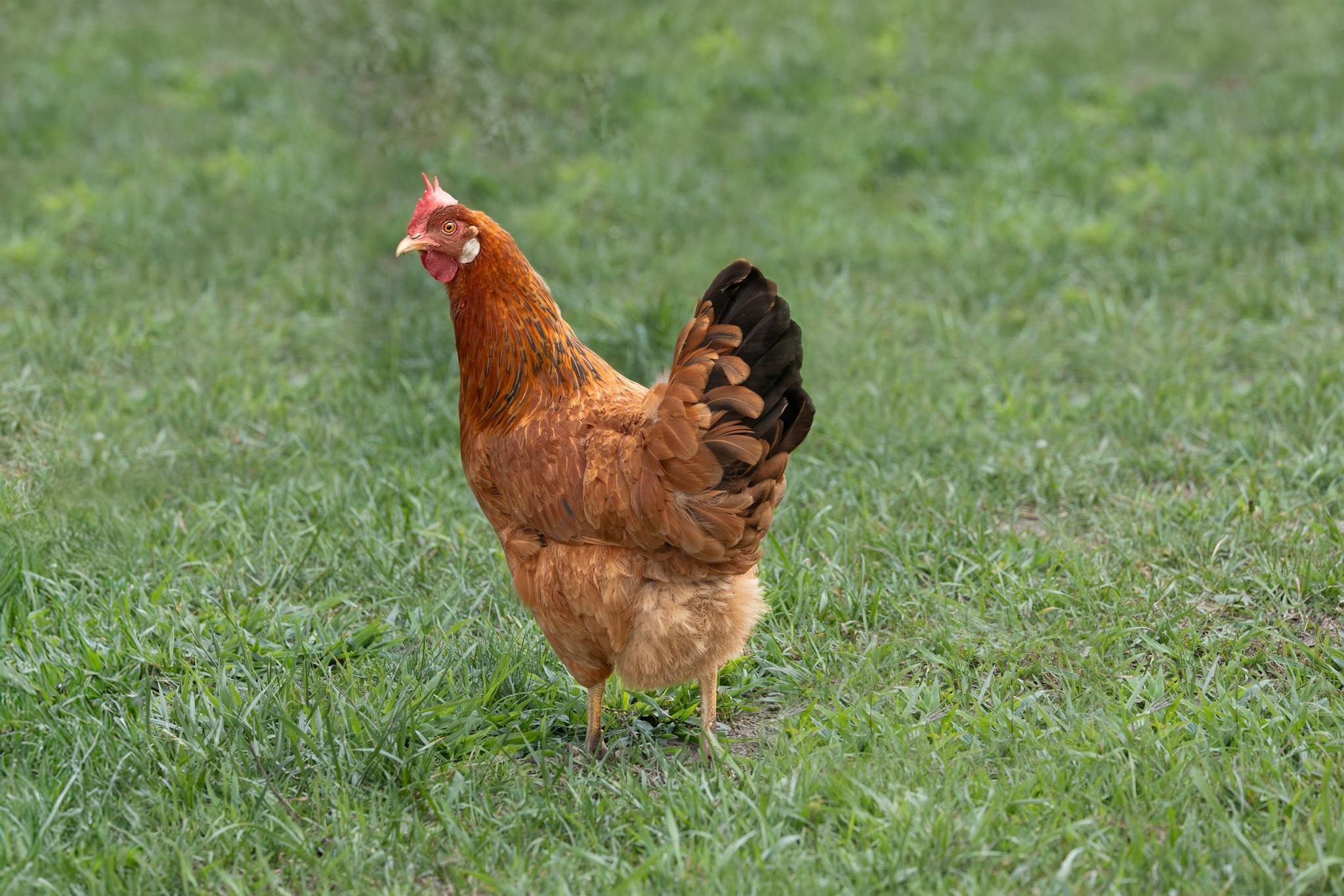 A single brown hen standing on lush green grass in a pasture setting.