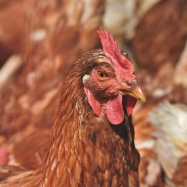 Detailed close-up of a brown chicken with a blurred farm background.