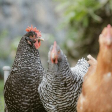 Three chickens in a hen house, showcasing farm life and poultry raising.