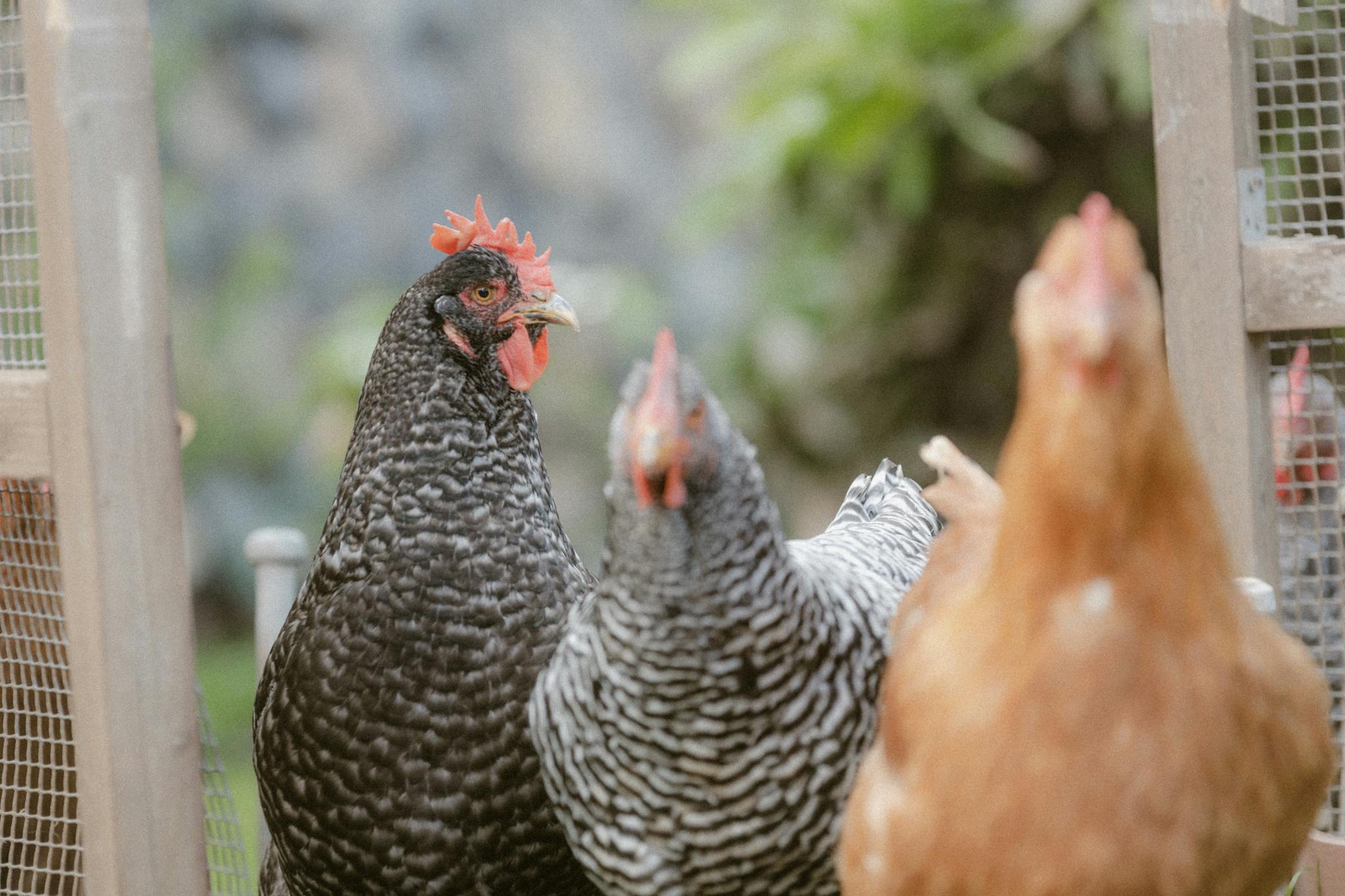 Three chickens in a hen house, showcasing farm life and poultry raising.